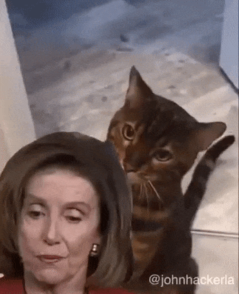cat_pelosi-1