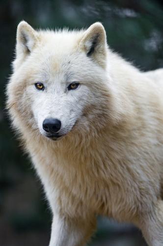 tumblr_mock2ye45U1r843b5o1_500