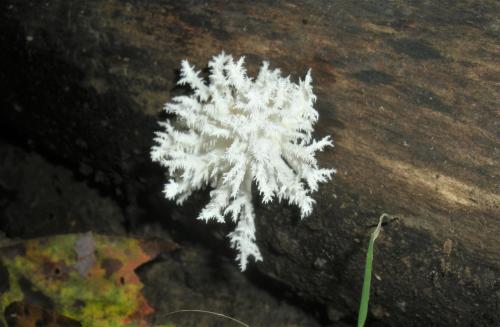 Hericium coralloides - Comb Tooth