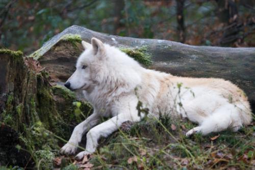 tumblr_mxh2c1gomt1sz66cco1_540