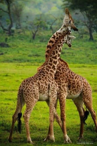 tumblr_c8a8f81090229b0d072a5df88c996230_c3d4adb6_540