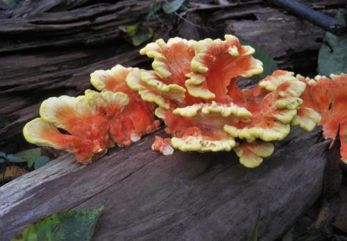 Laetiporus sulphureus -COW (3)