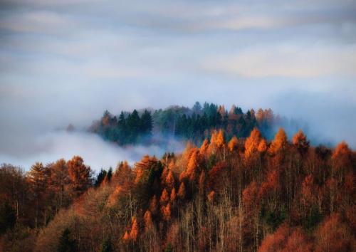 autumn-forest-in-the-fog-uetliberg-switzerland-royalty-free-image-1568212028