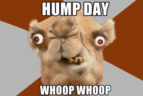1-Hump Day