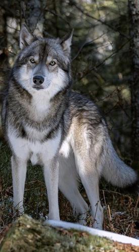 09:35:46 GMT-0500 (CDT)