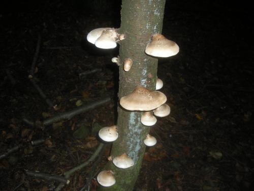 Fomitopsis betulina - Birch Polypore (3)