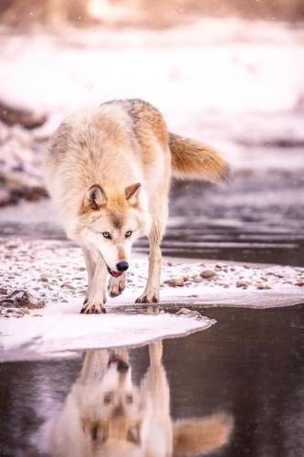 tumblr_pjzoa2Vtl61vvczb6o1_540