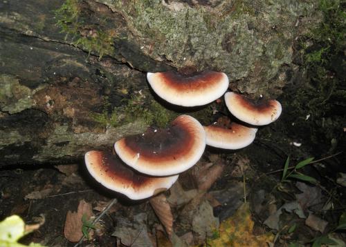 Ischnoderma resinosum - Resinous polypore (7)