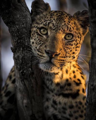 Jaguar up close