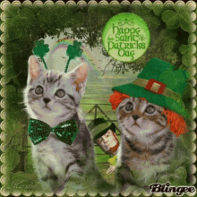 kittens-cat