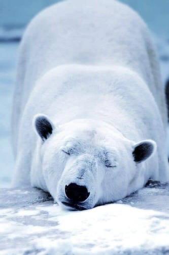 tumblr_e1ac1e842059dd574703676c22e26759_892e44e5_500