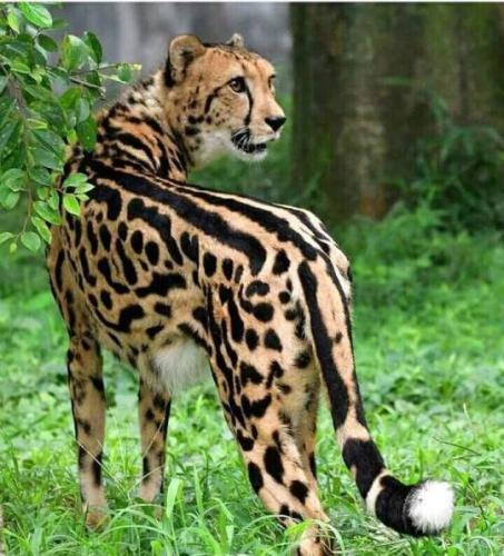 tumblr_6837e4b7771eaf973486fbf2ed51ec9c_7f2fde8e_540