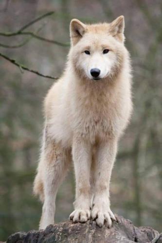 tumblr_2c1dfa70bb268d9bf7c94f1be6cfb555_a2e9e193_540