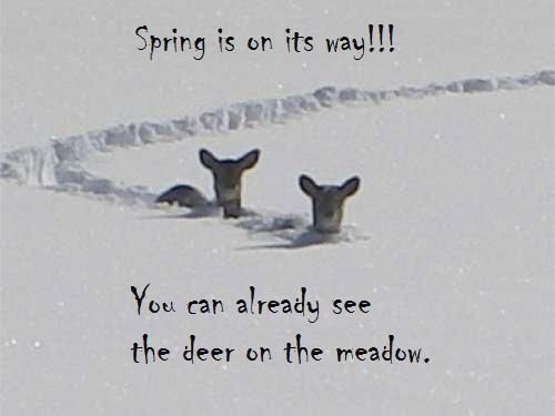 deer in the meadow
