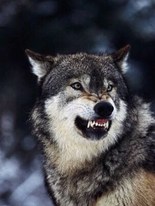 tumblr_1fe2a398a5ae51fa27aadb3e8fff66ed_9fb90328_400