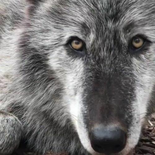 tumblr_a7af73a605bd6f722688dff9ff434df0_c6f20aa3_540