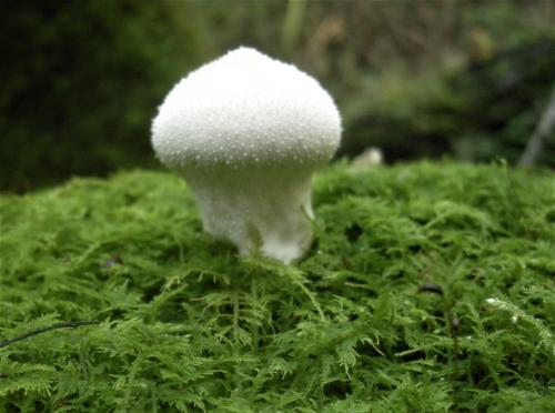 Lycoperdon perlatum - Gem-Studded puff balls (3)