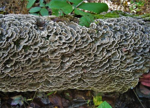 Turkey Tail -  Tremetes versicolor