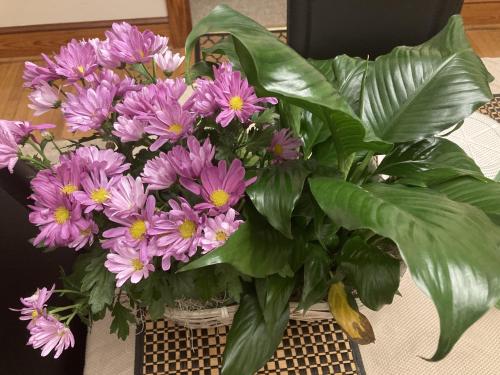 Flower gift for “Teh Waifu”