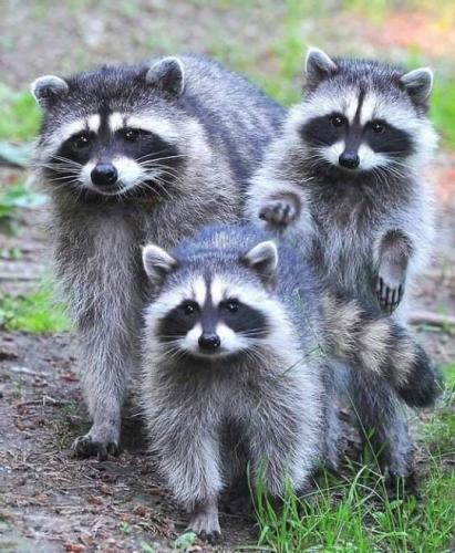 tumblr_20d252b1aabb23089a4785ebf6ad5bea_5885a068_540