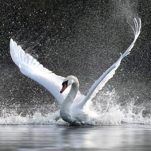 tumblr_b67fec5fb045a7fcf3a8e4d022926bbb_cefddc53_540