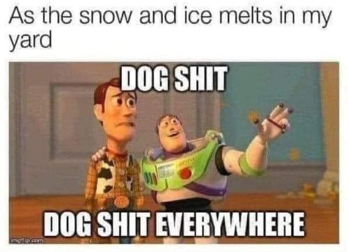dog shit everywhere