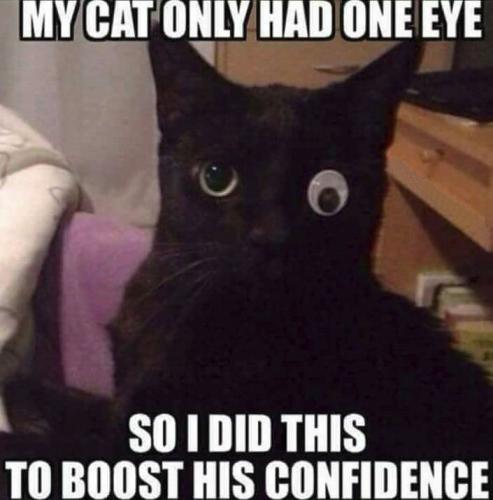 cats44