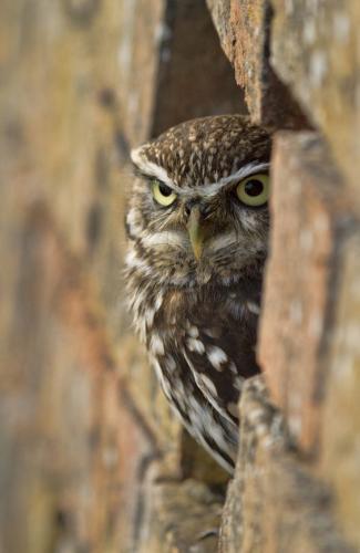 tumblr_e7c1ac8e268a45360b9e9e49a5db9946_20031208_640