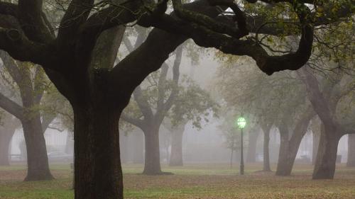 Foggy day in th park
