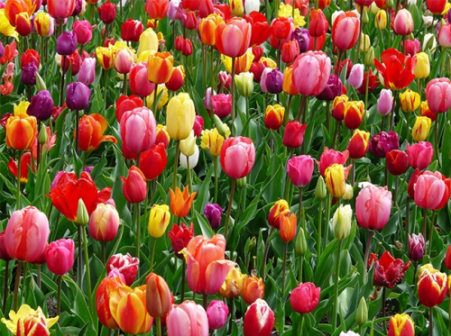 tulips closeup image