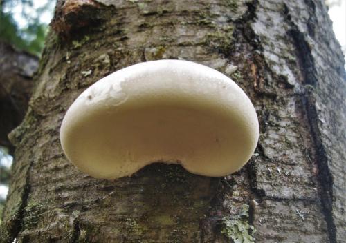 Fomitopsis betulina-Birch Polypore (2)