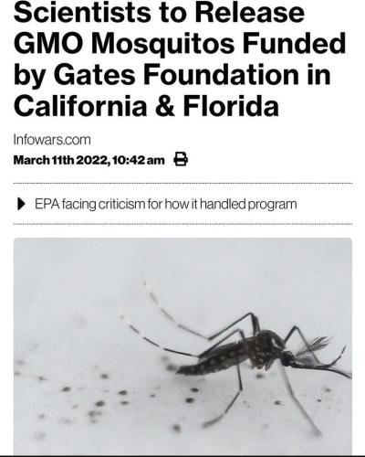 GMO Mosquitos 1