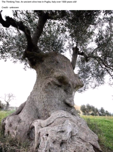 Screenshot_2022-02-27-17-03-30_kindlephoto-9238702604