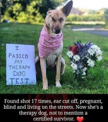 Dog love wounded therapy dog