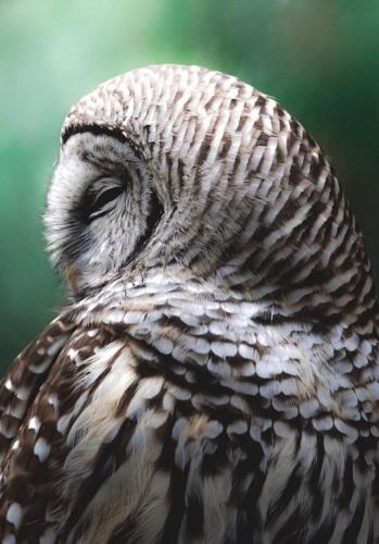 tumblr_15ffa90b034d64751d48281940c55596_66ecfd70_540