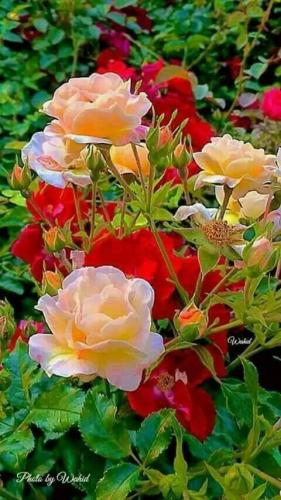 09:52:54 GMT-0600 (CST)