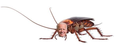 biden291