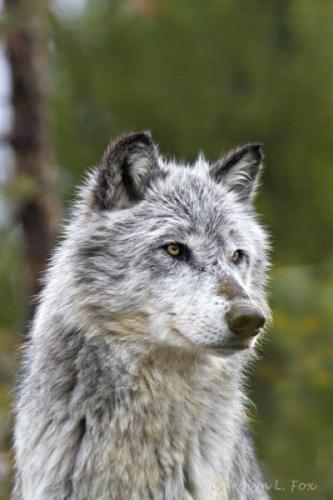 tumblr_4b9a5bb1dd5ee71a301339c1aa452eaa_95ecd0e5_400