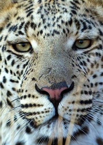 tumblr_4363470159149853af8a4024418dd0ca_3001afc6_540