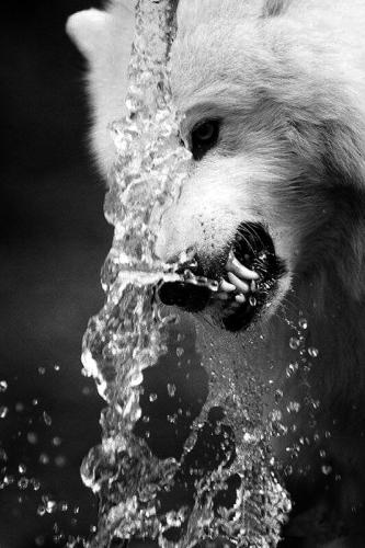 tumblr_d201d858610a05b64d71ee046f888221_0c3b5f86_540