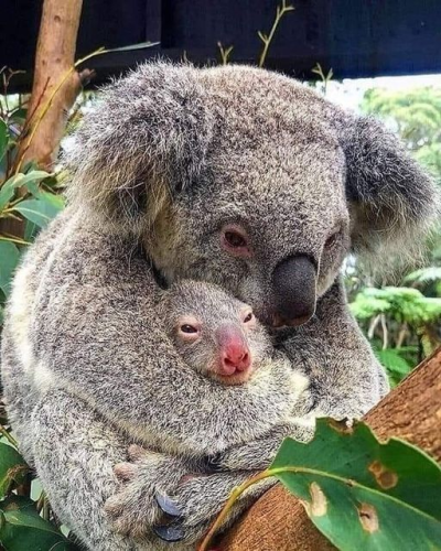 Koala and baby