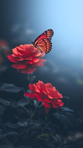 tumblr_dae3d7a815eb8283c2880478f2a084a5_49c3dc2d_640