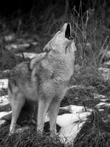 tumblr_mpdru8QgPI1qjv7kfo1_540