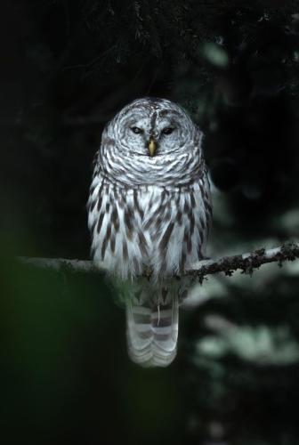 tumblr_a820692285e220d5a59e58394d9c6f57_b0275777_540