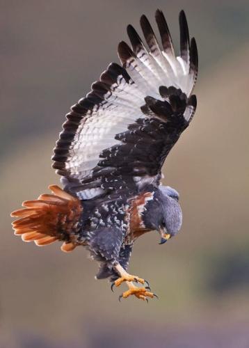 tumblr_dfdc86fadb51a8921e2c81ab3bfee1bf_ceddf543_540