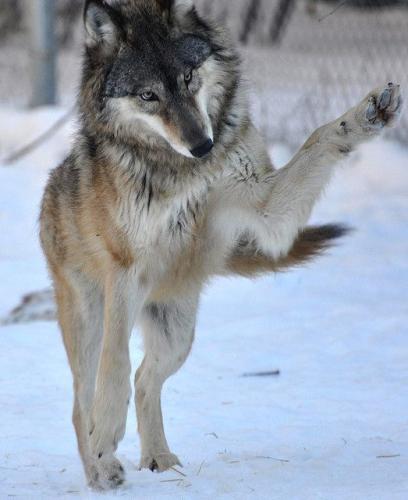 c42f0e0c99a77618485f97c1731d9edc