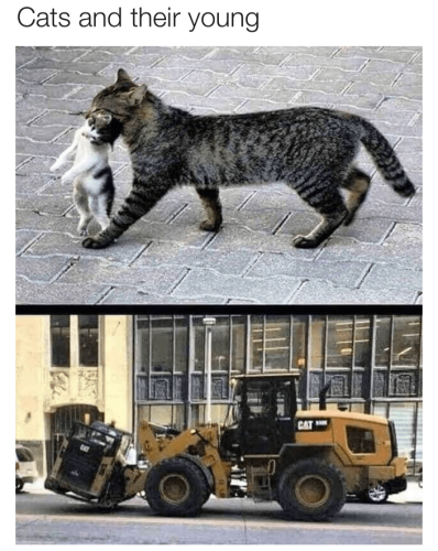 Cats and their young