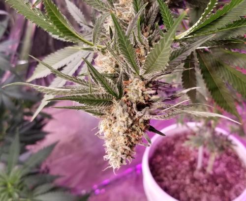 fba51e0b-7954-4f50-b31d-198f6e703de3