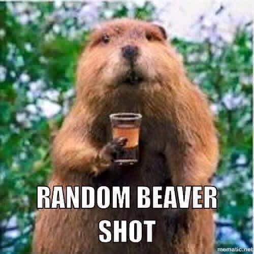 beaver shot