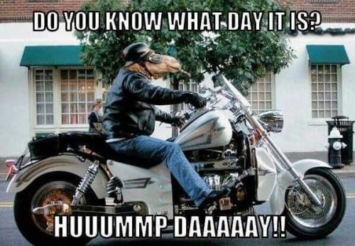 277235-Do-You-Know-What-Day-It-Is-Hump-Day-